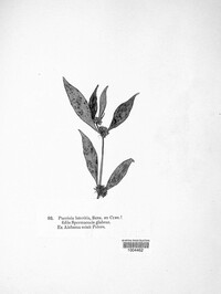 Puccinia lateritia image